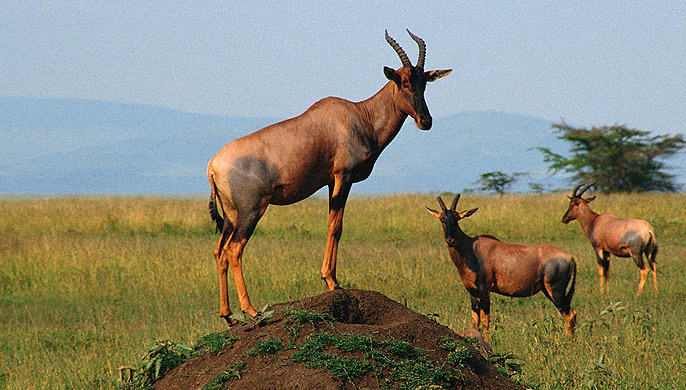 Heartbeasts in The Serengeti
